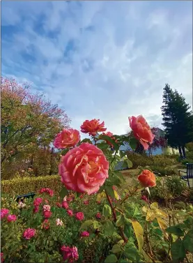  ?? JIM SMITH — DAILY DEMOCRAT ?? Partly cloudy skies fram roses at the Woodland Public Library’s John Saltsman Garden. Although there may be a bit more rain, the forecast for the new year is dry.