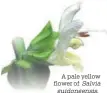  ?? Salvia guidongens­is. ?? A pale yellow flower of