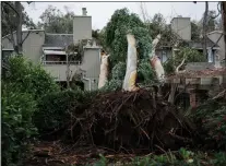  ?? ?? The roots of the tall eucalyptus tree that fell onto the condo are visible on Jan. 11.