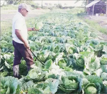  ??  ?? Hanoman Ramsaroop tending his cabbage patch