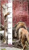  ?? Foto: dpa ?? Der Zoo Hannover hat einen Trick entwi ckelt, wie Löwen ganz einfach gemessen werden können.