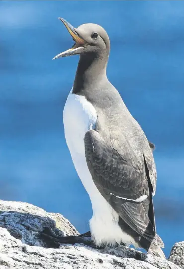  ?? ?? Guillemots are among the seabirds which could be at risk if Berwick Bank goes ahead