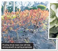  ??  ?? Pruning shrub roses now will help strong growth as spring progresses