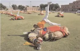  ?? — PTI ?? Border Security Force jawans with camels showing their skills during the Marwar Festival at Umaid Stadium in Jodhpur on Saturday.