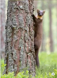  ??  ?? 1 A (not so) secret squirrel pokes his red head out from behind a tree trunk.
2 Pine Martens were once the second most common carnivore in Britain – now they are an entertaini­ng rarity.
3 Surveying their domain: zebras in the ‘garden of England’.
4...