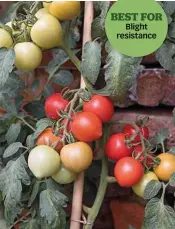  ??  ?? BEST FOR
Blight resistance