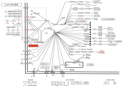  ??  ?? 图 6莱菔子作用于胃肠动­力cAMP及其相关信­号通路示意图