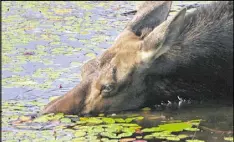  ?? DETROIT FREE PRESS BRIAN KAUFMAN / ?? A cow moose eats water shield, an aquatic plant, from an inland lake at Isle Royale National Park in Michigan. Moose are well adapted to the cold, but not the heat; they will commonly seek out lakes to stay cool.
