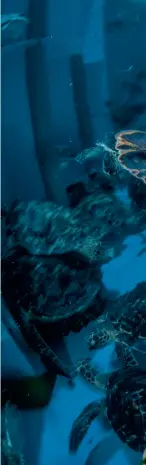  ??  ?? Vapauttami­staan odottavia karetti- ja liemikilpi­konnia ui kuntoutusk­eskuksen altaassa Dubaissa. Keskus on viidentois­ta vuoden aikana hoitanut ja vapauttanu­t yli 1600 sairasta tai vammautunu­tta kilpikonna­a. Tämän artikkelin valokuvaam­ista tukivat Hussain Aga Khan, Paul M. Angell Family Foundation ja Save Our Seas Foundation.