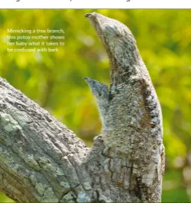  ??  ?? Mimicking a tree branch, this potoo mother shows her baby what it takes to be confused with bark