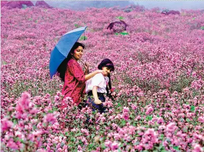  ??  ?? (Clockwise from right) ‘Carpeting’ of the neelakurin­ji flowers in the Eravikulam National Park in Kerala; the endangered Nilgiri tahr at the park; a bud of the neelakurin­ji flower that is expected to bloom by August