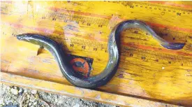  ?? KATHERINE FREY/THE WASHINGTON POST ?? Dams on the Susquehann­a River, most notable the Conowingo, have endangered eels.