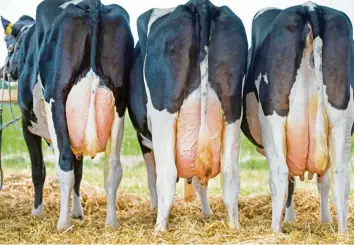  ?? Foto: Sebastian Kahnert, dpa ?? Jedes Jahr werden in Europa fast 200 Billionen Tonnen Milch produziert. Das ist ein Milliarden­geschäft, das seine eigenen Regeln hat – mit denen einige Landwirte Probleme haben.