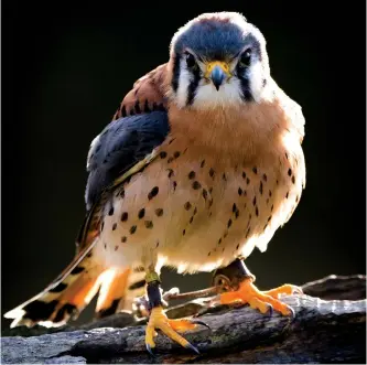  ??  ?? ABOVE: There are about 160 species of birds nesting in the Nutmeg State throughout the summer, like the American Kestrel.