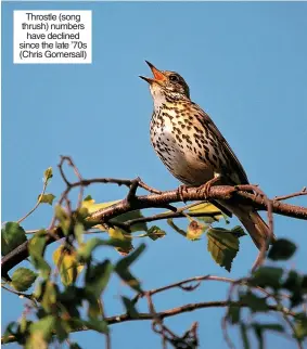  ?? ?? Throstle (song thrush) numbers have declined since the late ’70s (Chris Gomersall)