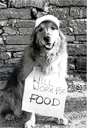  ?? ?? ●●All dogs need a job