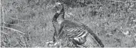  ?? KEITH SRAKOCIC/AP ?? Bearded wild turkeys, such as this tom, will be eligible for hunting in most of Ohio beginning April 24.