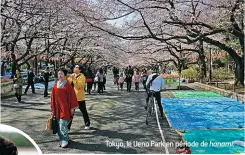  ??  ?? Tokyo, le Ueno Park en période de hanami.