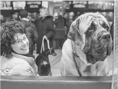  ??  ?? Cash, a mastiff from Youngstown, Ohio, sits with other dogs and their owners in the lobby of the Hotel Pennsylvan­ia in New York City.