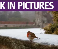  ?? Picture: Colin Mearns ?? A robin sat peacefully on a wall in front of Pollok House