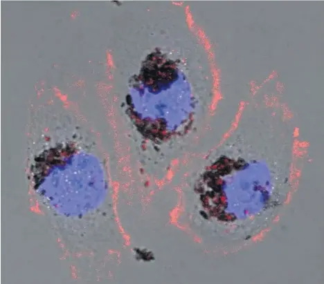  ?? EUROPA PRESS ?? La imagen muestra células humanas tratadas con nanopartíc­ulas de selenomela­nina.