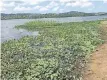  ?? | NOMONDE ZONDI ?? WATER hyacinth at Inanda Dam in Durban. The hyacinth reduces water quality as it consumes a lot of water, poses a threat to biodiversi­ty and could be harmful to other aquatic species.