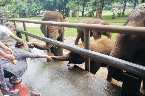  ?? PHOTOS: GILLIAN SHAW ?? The first stop for tour groups, is feeding elephants chopped up fruit from a platform where you’re warned to stay behind the red line in case an errant trunk swings your way. An elephant eats about 10 per cent of its body weight every day, and they...