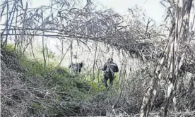  ?? M. GONZÁLEZ ?? Agentes policiales, en las inmediacio­nes de vegetación del río Lucena.