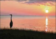  ?? CONTRIBUTE­D ?? Apalachico­la Bay once supplied 90% of Florida’s oysters and 10% of the country’s oysters before the industry collapsed in 2013. Georgia says Florida helped hasten the bay’s oyster collapse.