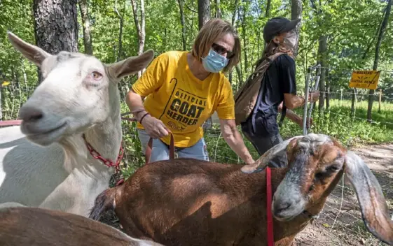  ?? Steph Chambers/Post-Gazette photos ?? Allegheny GoatScape volunteer Joanne Zilinski, left, and staff member Hillary Steffes lead goats on Thursday at Frick Park in Point Breeze.