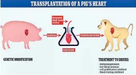  ??  ?? Front view of the pig donor heart (left) and the heart of baboon three from the study (right)