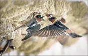  ?? Don Bartletti Los Angeles Times ?? CLIFF SWALLOWS like these nest at the Great Stone Church. Their return has been called a miracle.