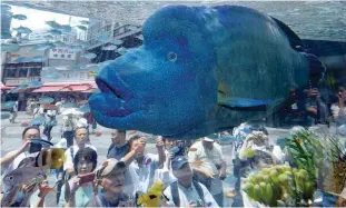  ?? AFPPIX ?? ... A humphead wrasse, transporte­d from Japan’s southern island of Okinawa, swims with other tropical saltwater fish on display in a tank for the Sony Aquarium 2017 exhibition in Tokyo on Monday. The exhibition, featuring marine life common to the...