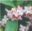  ??  ?? AT RISK: Daphnes can carry many viruses that can affect their growth and performanc­e.