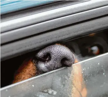  ??  ?? Hunde dürfen im Sommer nicht in geparkten Autos gelassen werden – auch ein leicht geöffnetes Fenster hilft den Tieren in der Hit ze nicht.