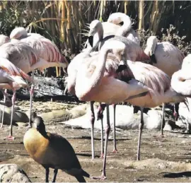  ??  ?? Im Nachfolgef­ilm von „Patches“wird es um Flamingos gehen.