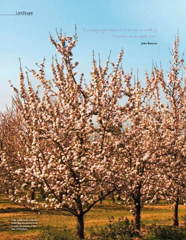  ??  ?? Cider apple trees in bloom make May the perfect time to enjoy the beauty of the Vale of Evesham.