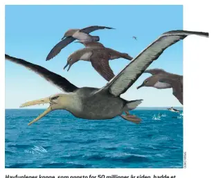  ??  ?? Havfuglene­s konge, som oppsto for 50 millioner år siden, hadde et vingespenn på seks meter – og et sagtakket nebb til å fiske med.