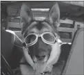  ?? MASTER SGT. CHRIS BURGESS/ WASHINGTON POST FILES ?? War dogs, such as this German shepherd with U. S forces in Iraq, were reclassifi­ed from ‘ equipment’ to ‘ combatants’ after a media campaign.