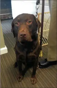  ?? JEFF SCHUDEL — THE NEWS-HERALD ?? Moose, who hangs out at the security desk at Browns headquarte­rs in Berea, recently suffered a leg injury while chasing a tennis ball on the practice field.