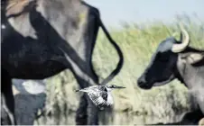  ??  ?? A Pied kingfisher (Ceryle rudis) bird flies past buffalo grazing in the Chibayesh marshland in Iraq’s southern Ahwar area.