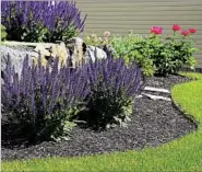  ?? ISTOCK ?? Consider a pollinator garden with plants such as salvia (pictured), bee balm, chrysanthe­mums and lemon balm.