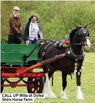  ??  ?? CALL UP Willa at Dyfed Shire Horse Farm