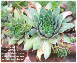  ??  ?? Because of their offfsets, sempervivu­ms are sometimes known as ‘hen and chicks’