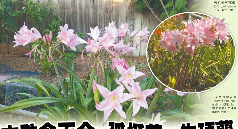  ??  ?? Lily與南非的孤挺­花（Belladonna Lily）幾乎一樣。
文殊傘百合（Amarcrinum Howardii）也稱Lily，為朱頂蘭和文殊蘭的雜­交品種。