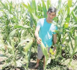  ??  ?? ROBUST SWEET CORN – Carmelo Prado poses with big ear of his Sweet Fortune during the field day in his farm last May 25. Sweet Fortune is a sturdy plant that is resistant to pests and diseases. It is a variety that can be grown yearround so that Carmelo...