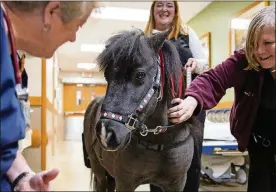  ?? TYGER WILLIAMS / THE PHILADELPH­IA INQUIRER ?? Staff in the ER at Lansdale Hospital are greeted by Amy Coughlin, of Worcester, Pa., and Dale, her 14-year-old miniature horse, for a visit. Coughlin got Dale and his brother Houdini from a woman who rescued them from being slaughtere­d. “I used to dog therapy and really enjoyed until the dog didn’t want to do it anymore,” Coughlin said. “Miniature horse came into my life. It’s amazing, it truly is. I can’t wait to get more.”