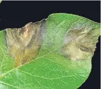  ??  ?? A leaf with signs of potato blight.