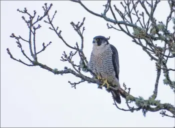  ??  ?? A peregrine falcon scans the Add estuary for prey.