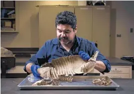  ?? E. JASON WAMBSGANS/CHICAGO TRIBUNE PHOTOS ?? Southern Illinois University associate professor Agustin Jiménez studies parasites carried by armadillos on April 18.